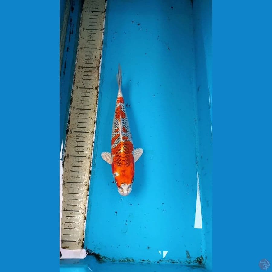Beni Gingga 25cm