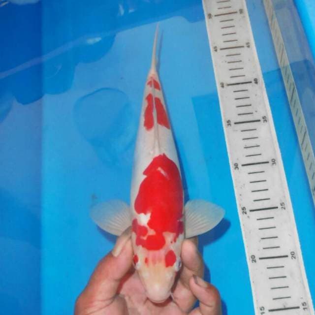 KOHAKU