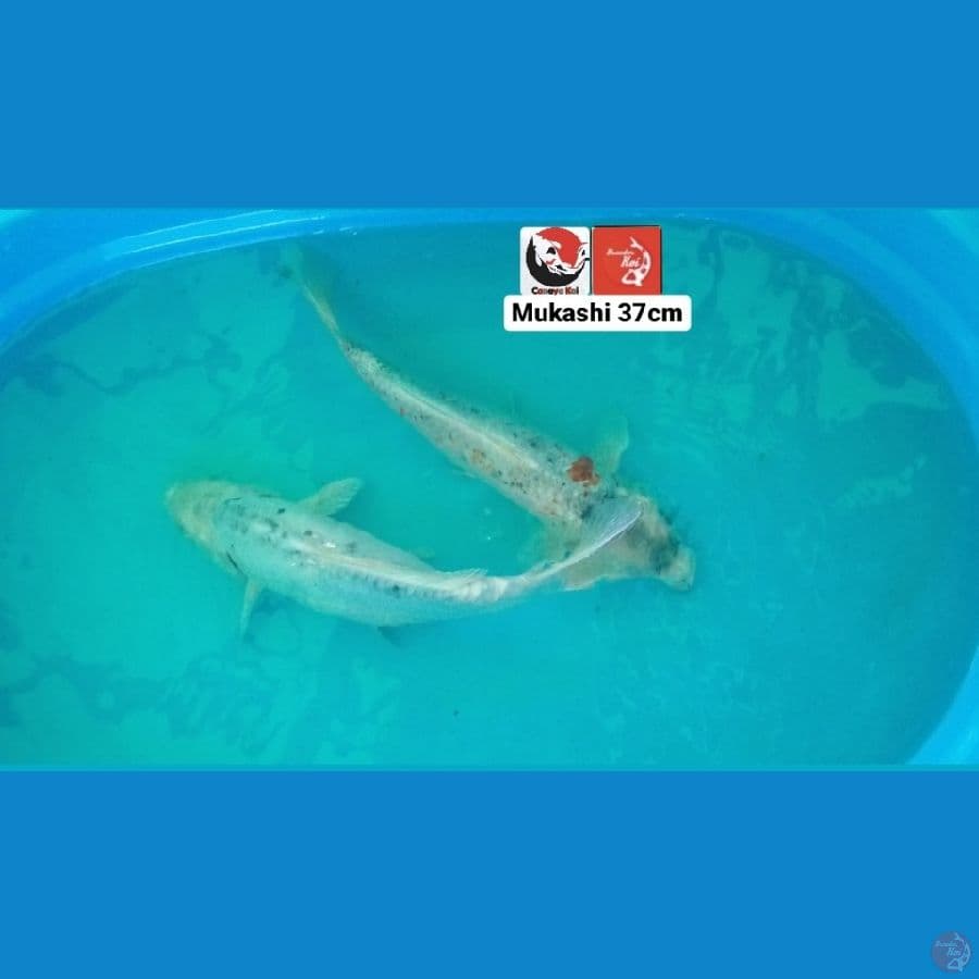 MUKASHI 2 EK 37CM --- CANAYA KOI FARM