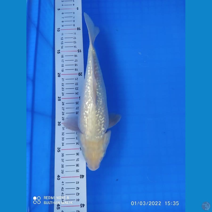 soragoi putih 29 cm