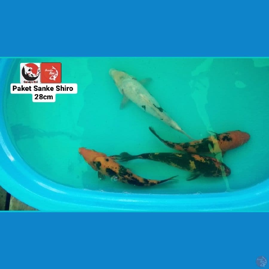 PAKET SANKE SHIRO 28CM --- CANAYA KOI FARM