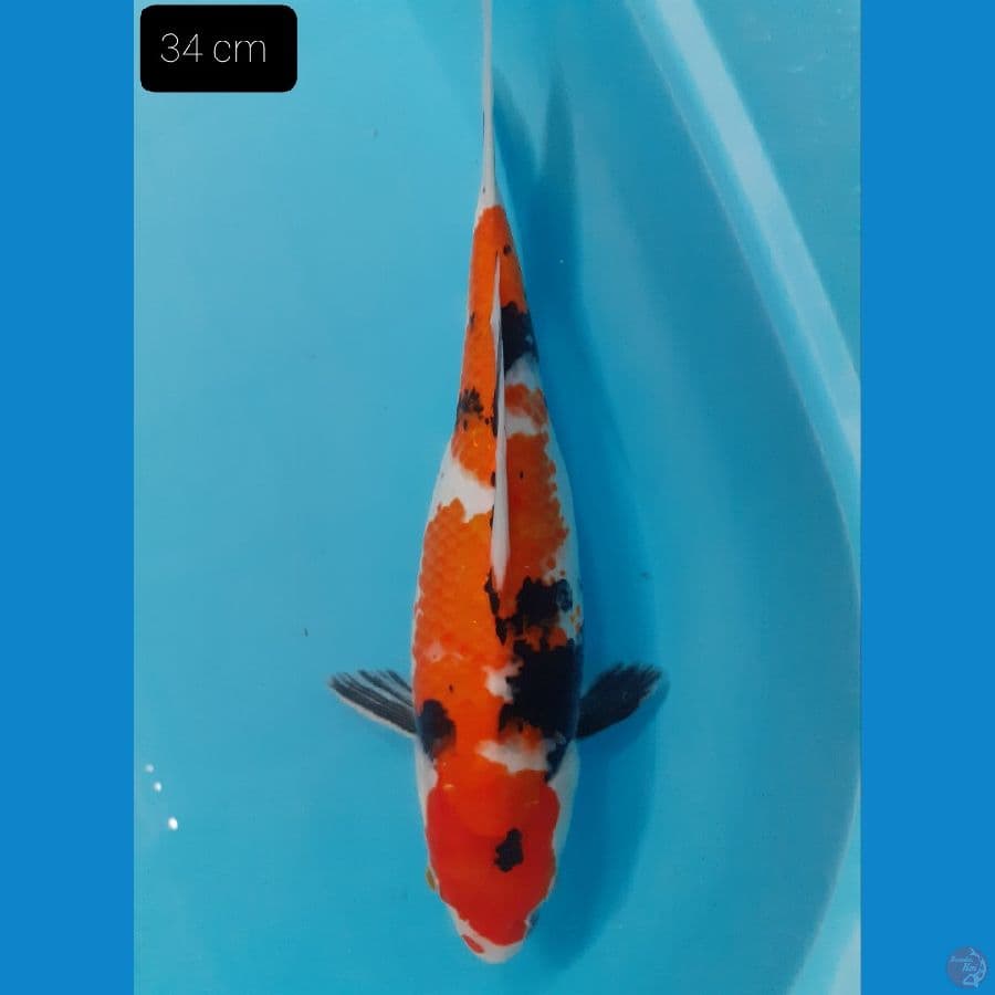 Showa 34 cm
