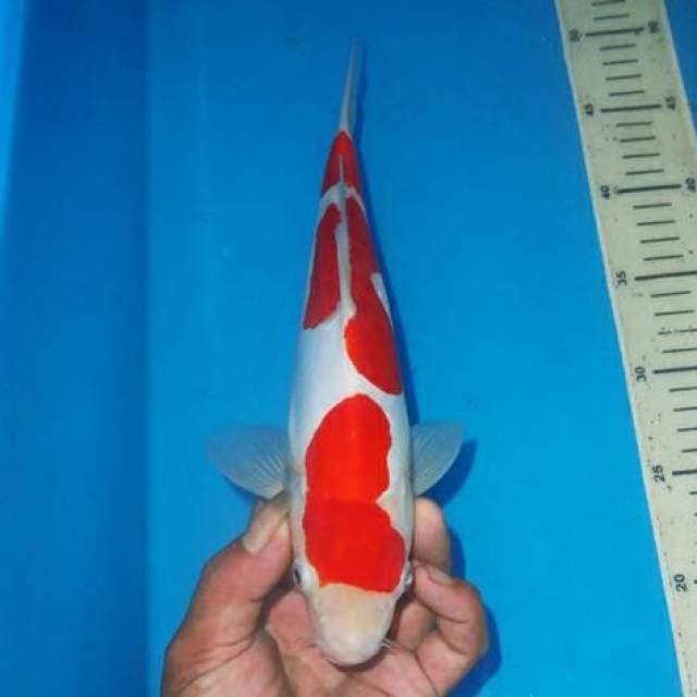 KOHAKU MERONA
