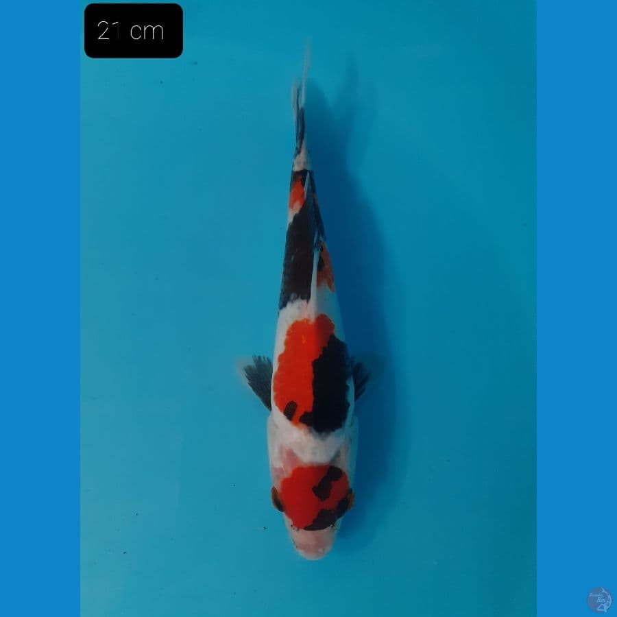 Maruten 21 cm