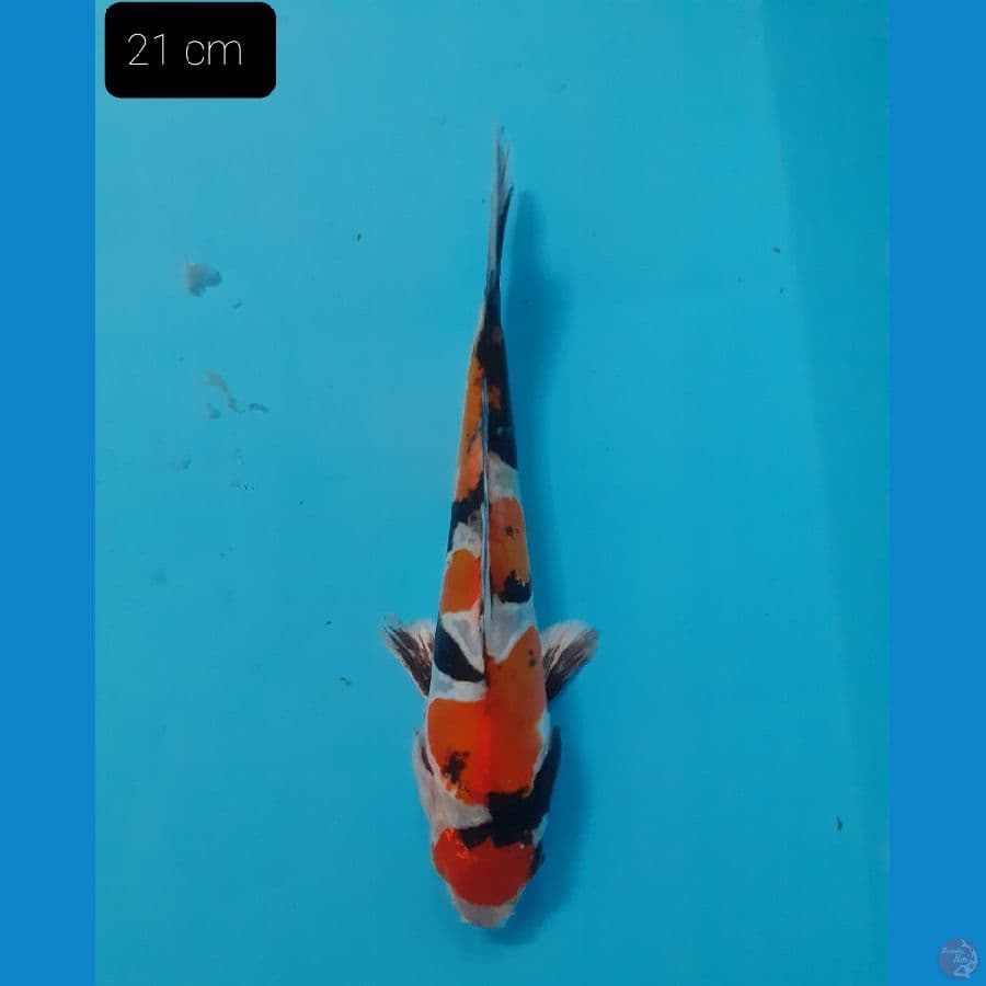 Maruten doit 21 cm