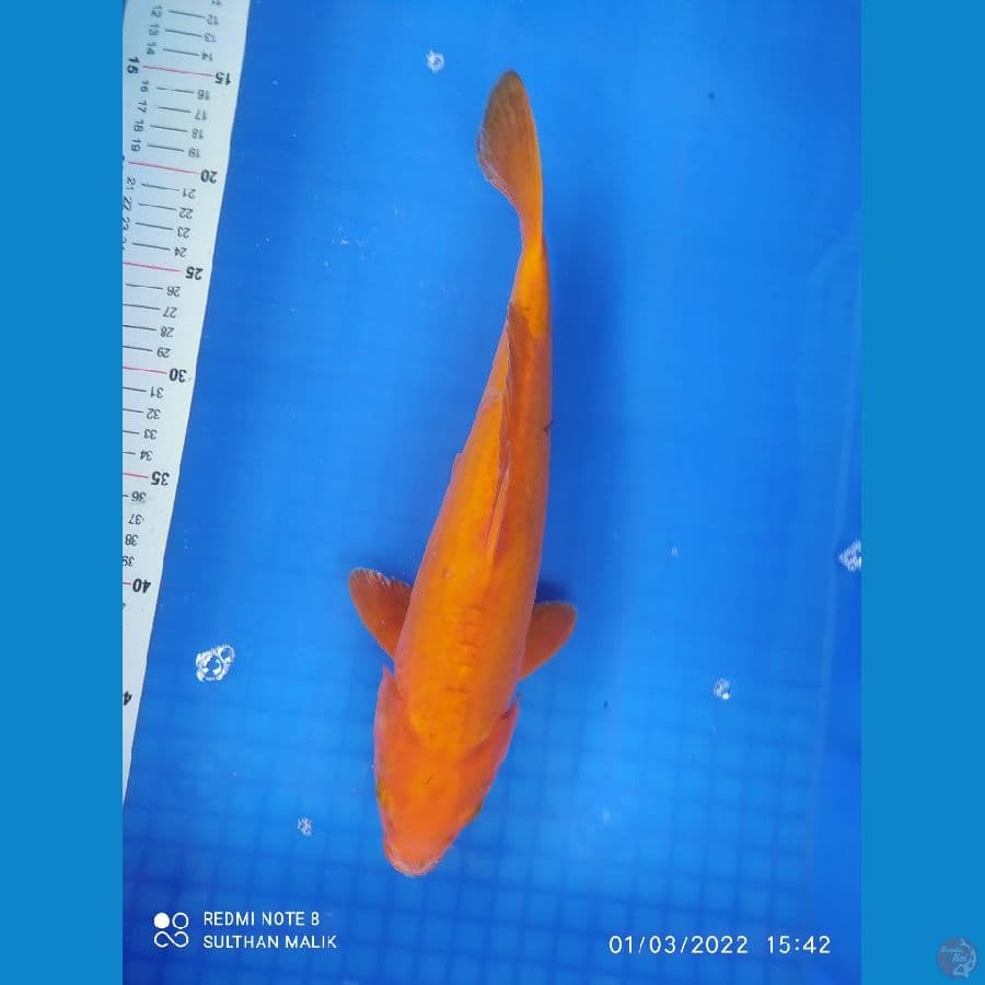 caramel 35 cm