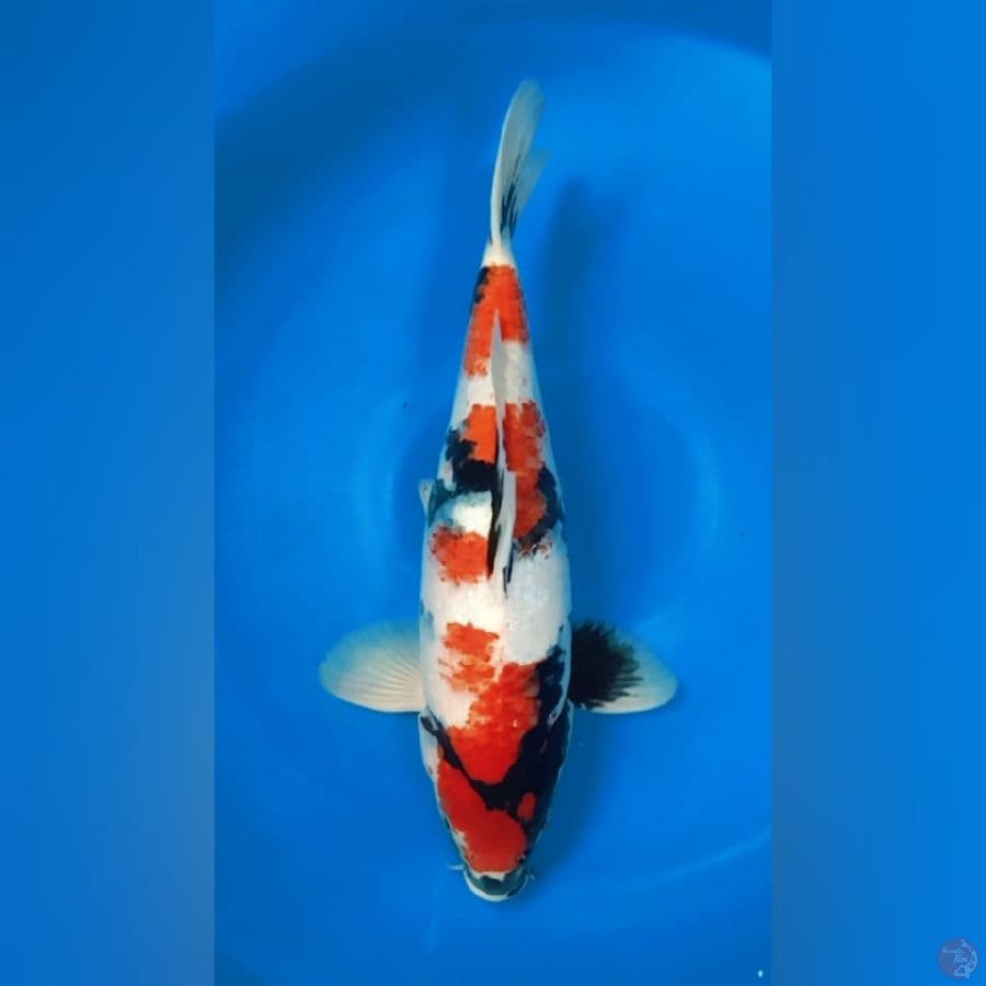 Showa 44cm Male