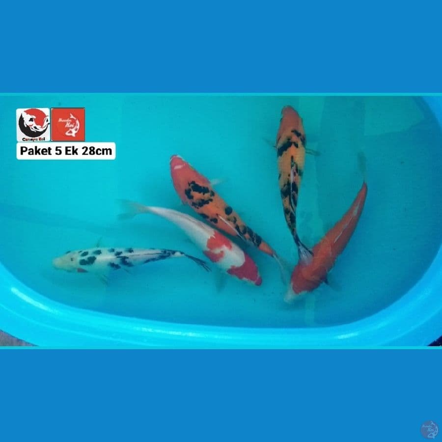 PAKET 5 EK 28CM --- CANAYA KOI FARM