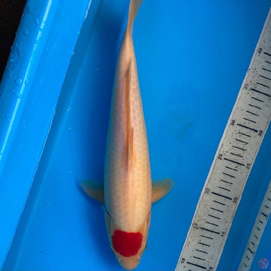 tancho kohaku 37cm