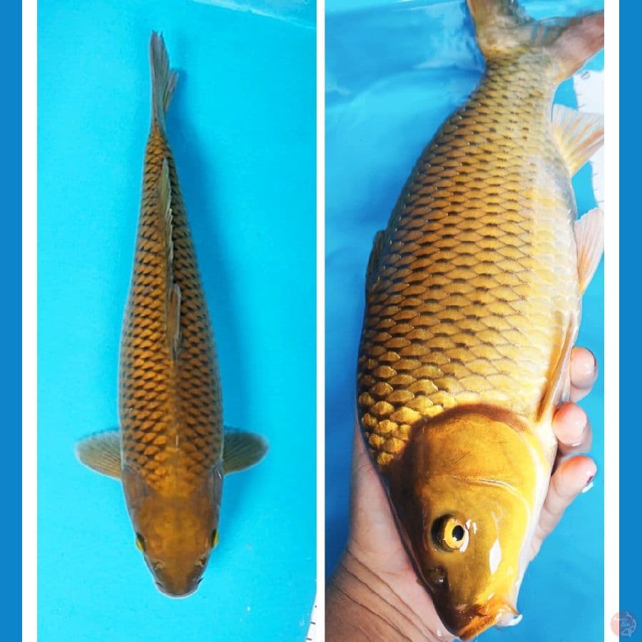 chagoi tembaga 34cm