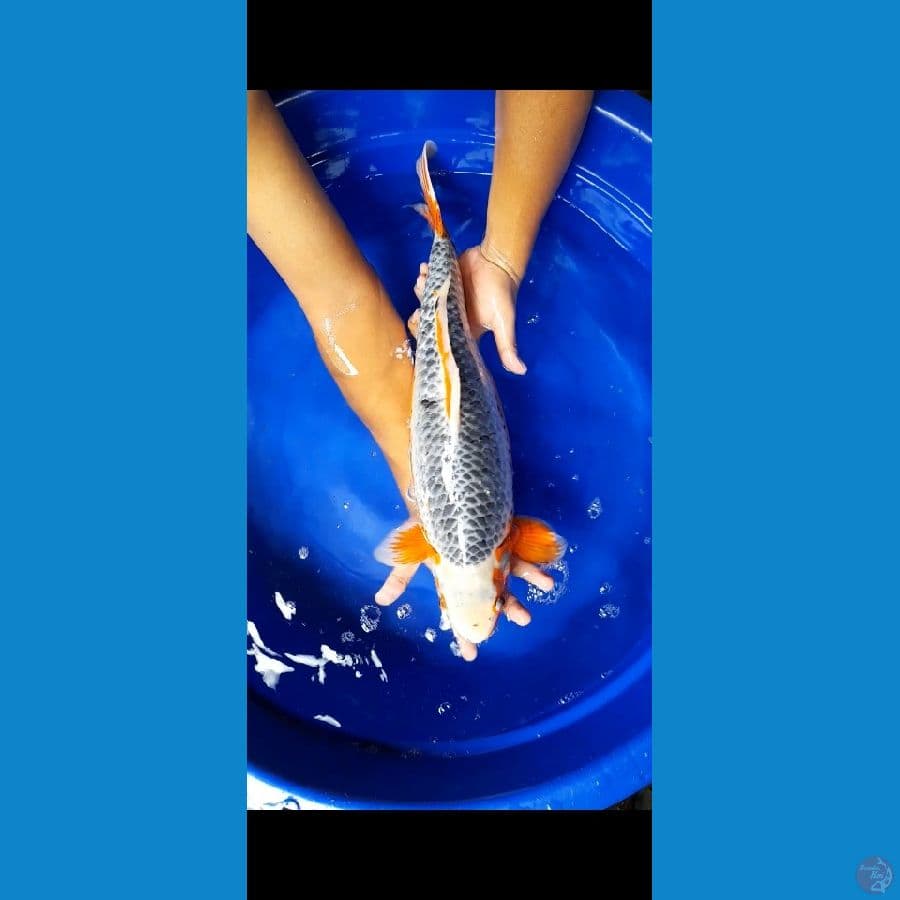GOOD ASAGI 55BU FEMALE