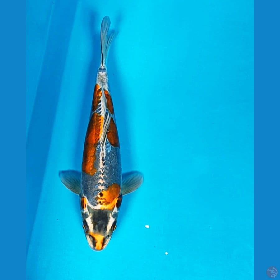 kiko strong 24cm male