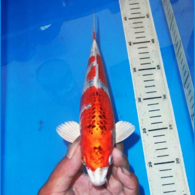 KOJAKU