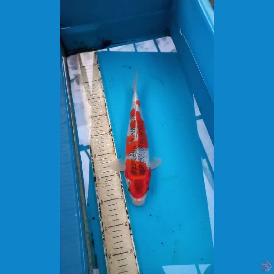 Goshiki 32cm