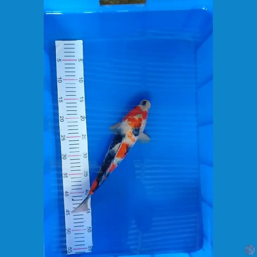 showa 33 cm