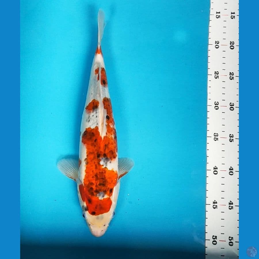 goshiki 33cm