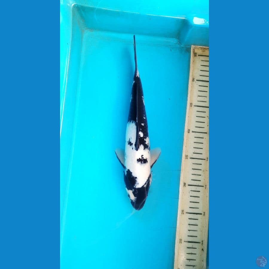 shiro 30cm