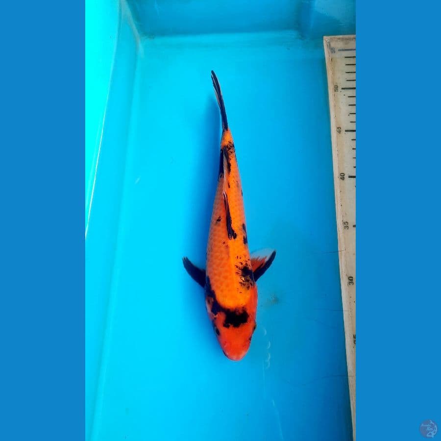utsuri 24cm