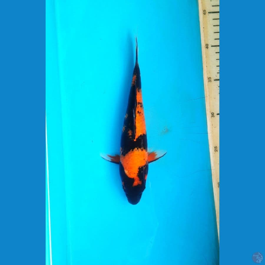 utsuri 26cm
