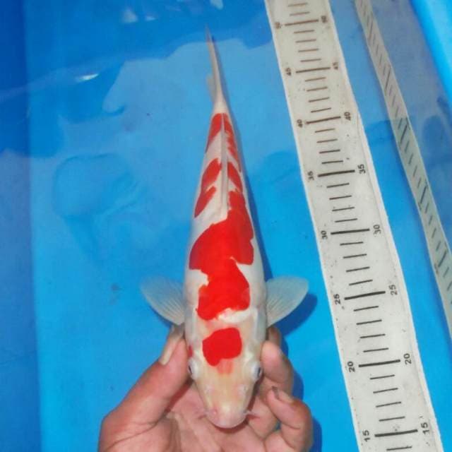 MARUTEN KOHAKU