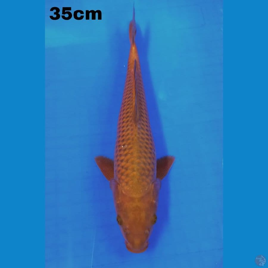 chagoi 35cm