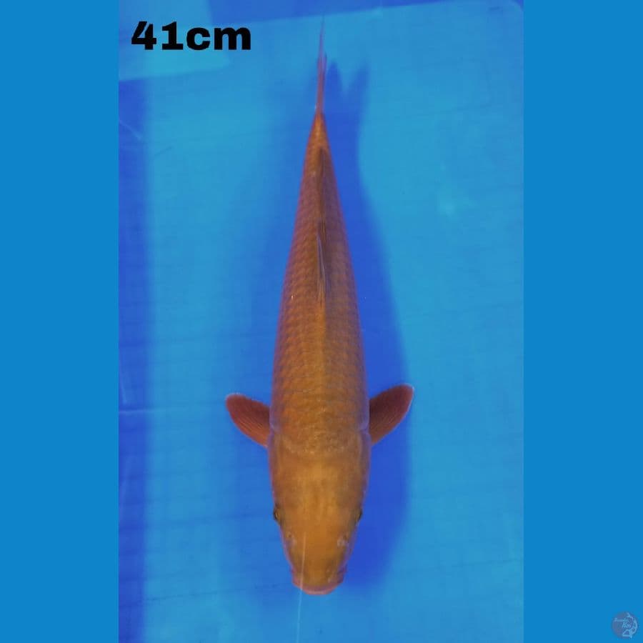 chagoi 41cm
