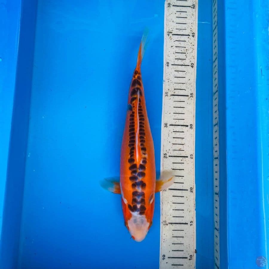 shusui 31cm