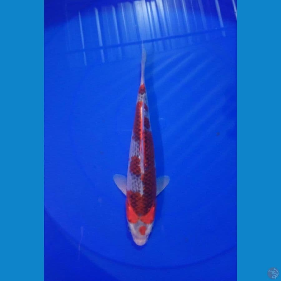 goshiki 27 cm