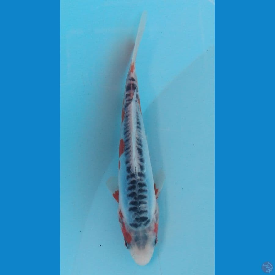 CUAN - Shusui A 14 cm