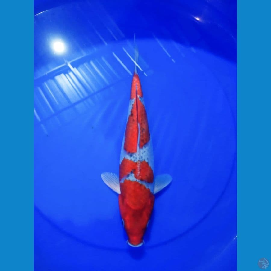 Goshiki 35 cm