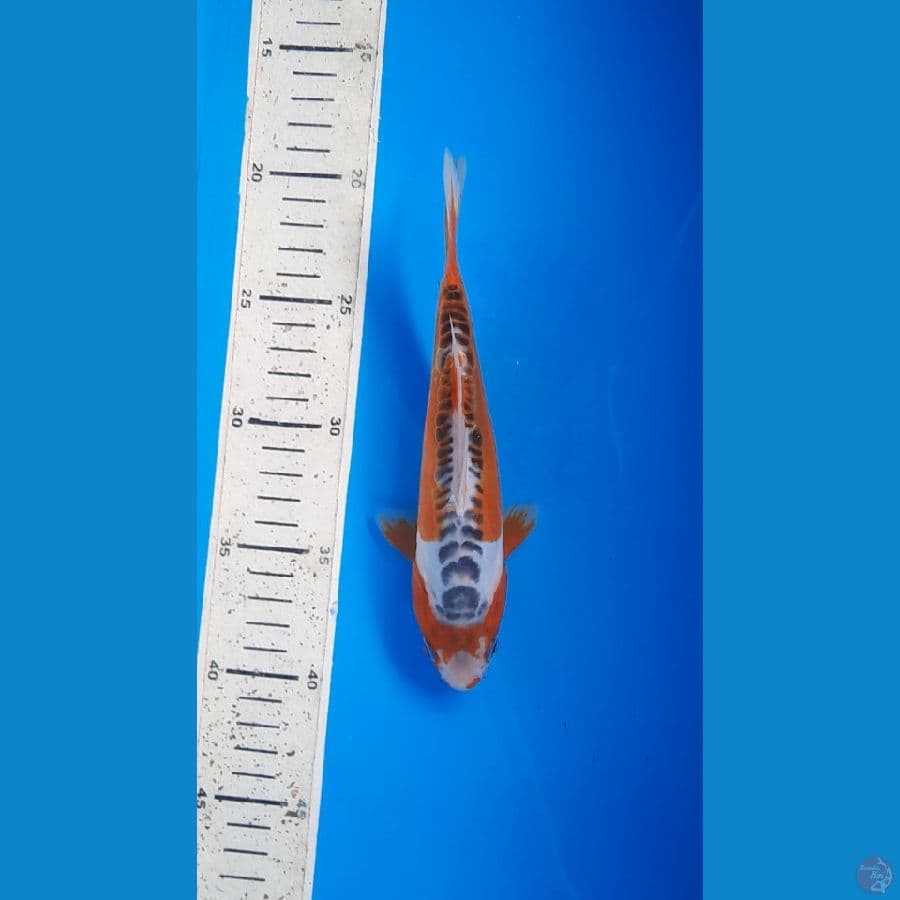 shusui 20cm