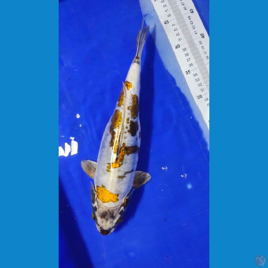 kikko halus 36cm