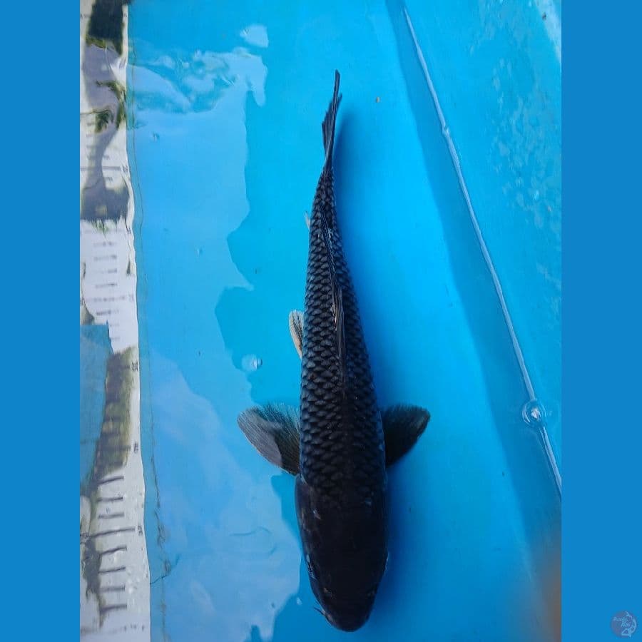 SORAGOI 35 cm