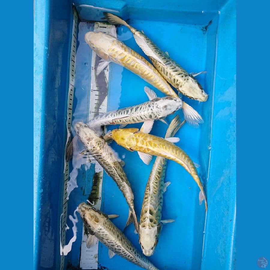MuKasi OGOn 7 ekor