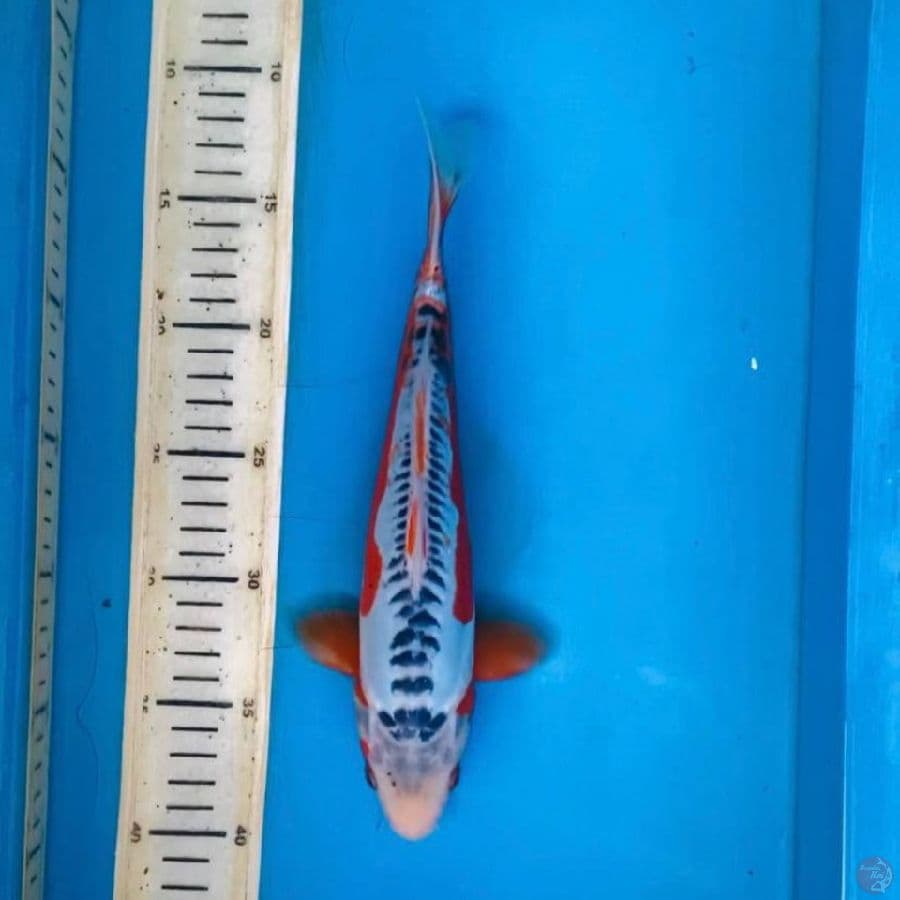 shusui 28cm