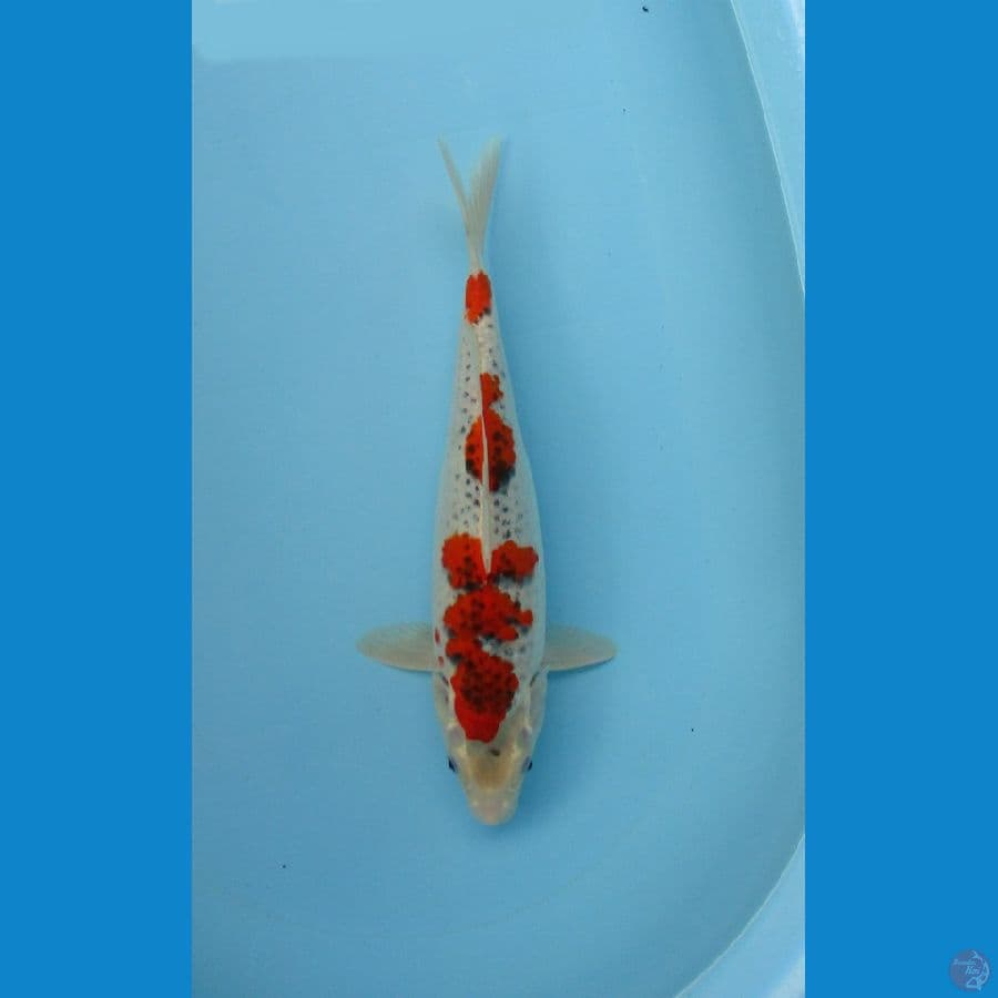 Goshiki HQ 35cm