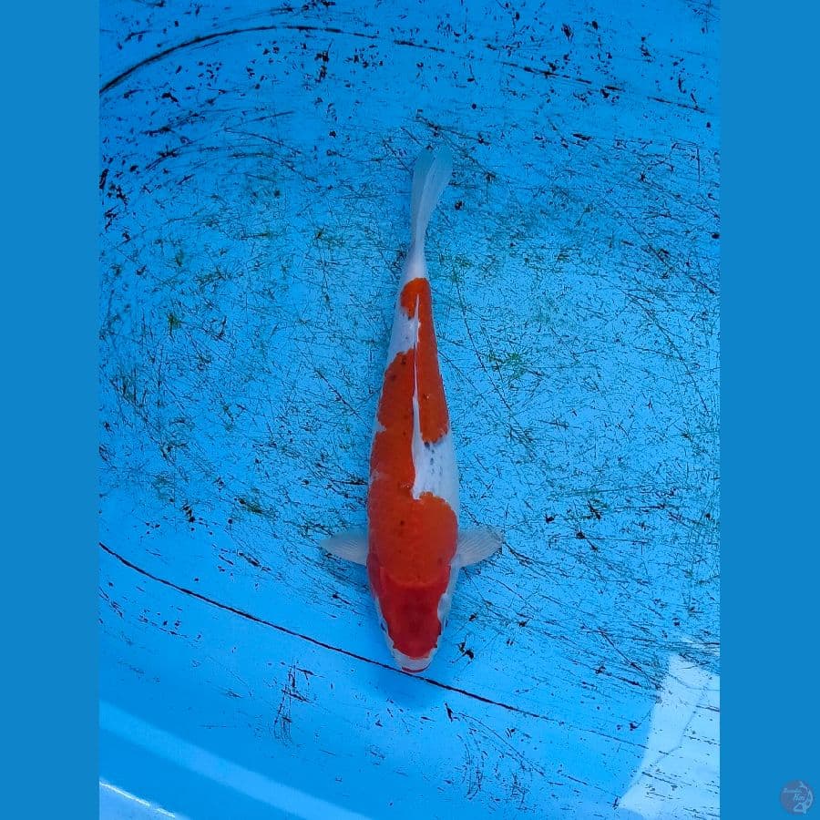 Goshiki Inazuma 34 cm