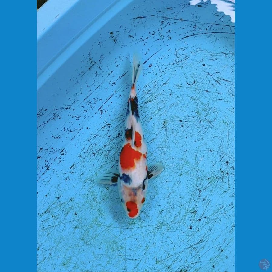 Showa 32cm Male