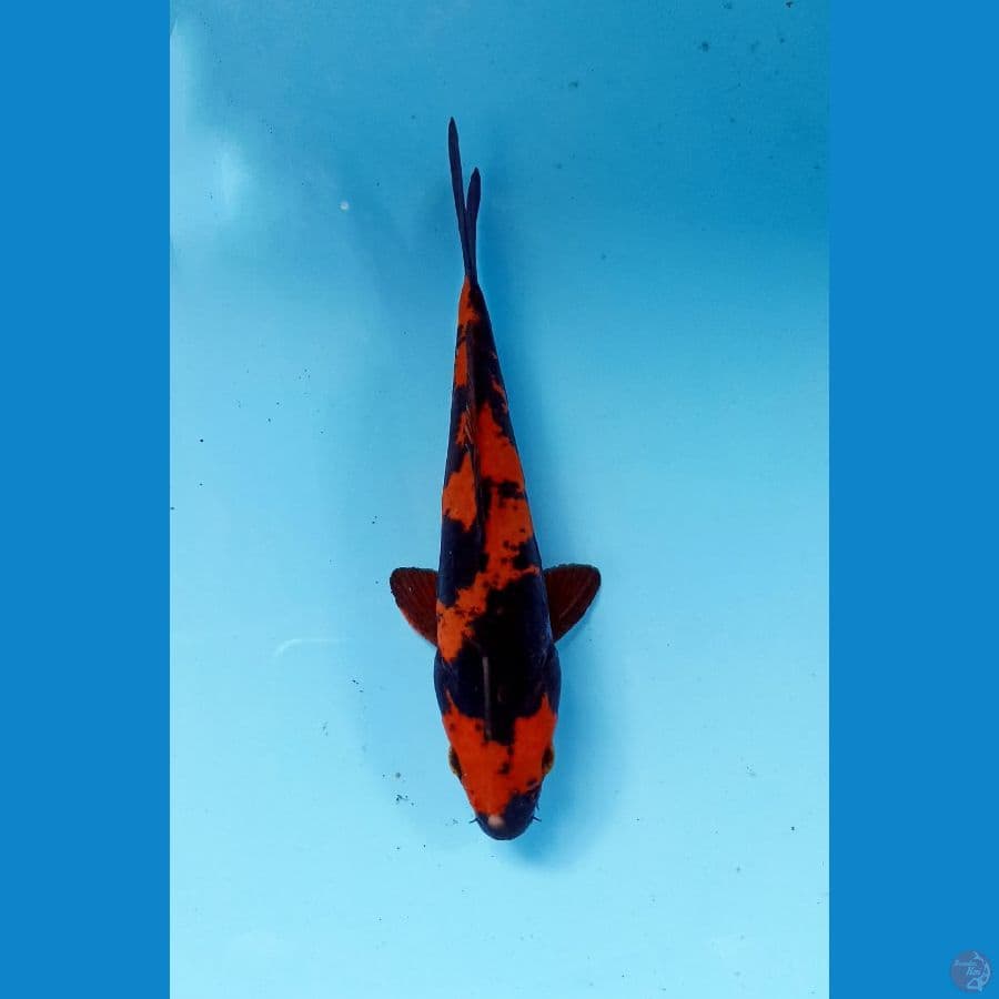utsuri doitsu 15cm