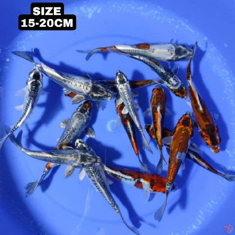PAKET KIKO