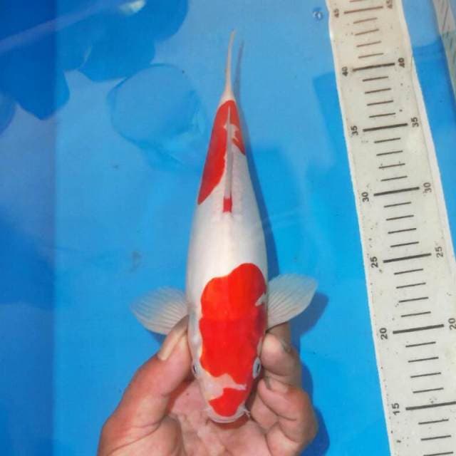 KOHAKU TERPEDO