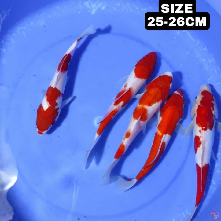 PAKET KOHAKU
