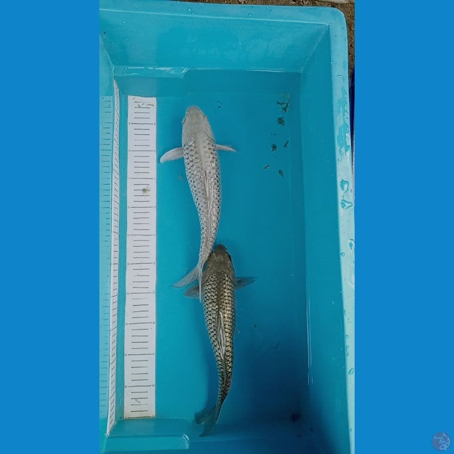 soragoi ginrin 31 32cm