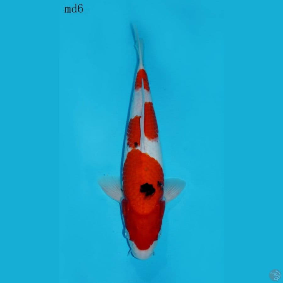 SANKE SANDAN, 35CM