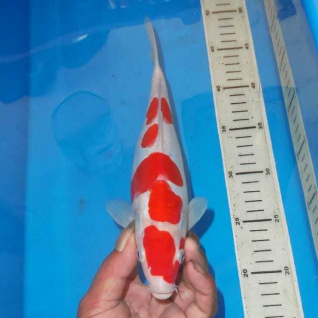 KOHAKU TOTOL TOTOL