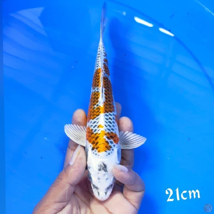 KOJAKU 21CM M