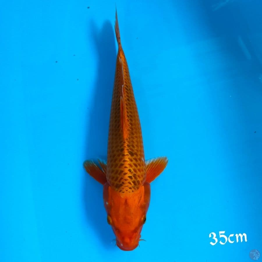 MATSUBA 35CM