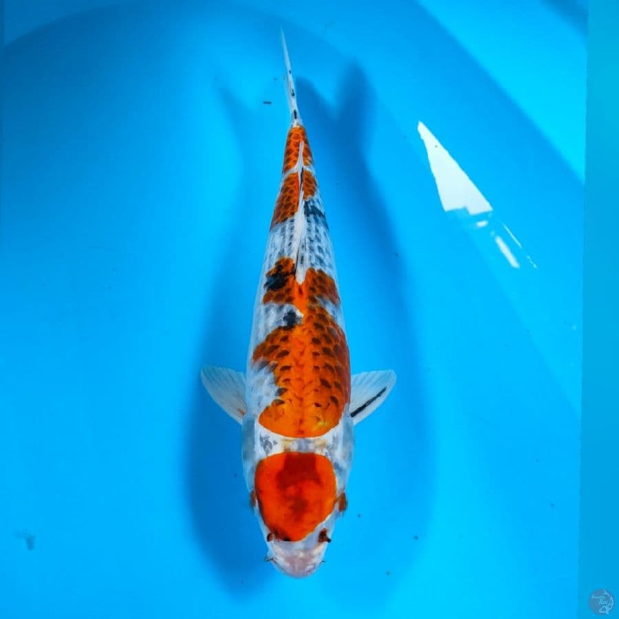 KOJAKU 38cm