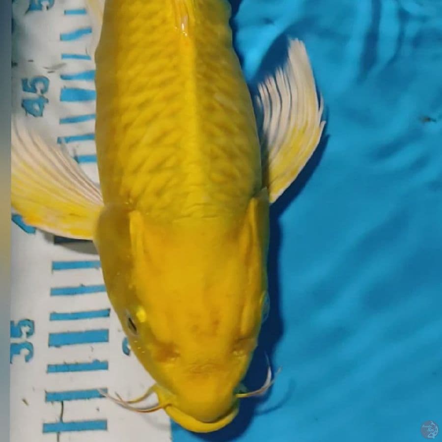 KUMPAY OGON 34CM
