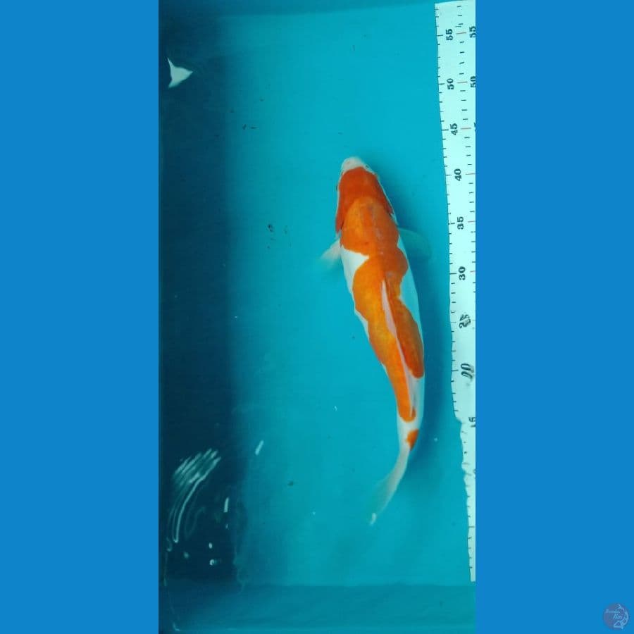 kohaku inazoma